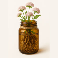 Valerian Root Extract